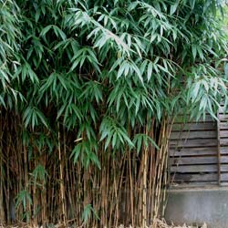Bambu Sasa Japonica